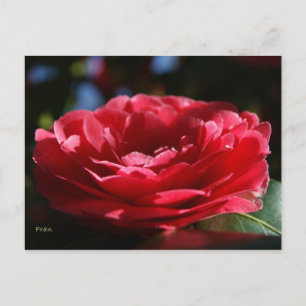Dam Camellia Vykort