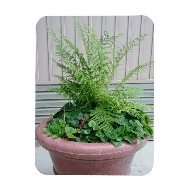 Dam Fern and Vild Ginger Magnet (Vertikal)