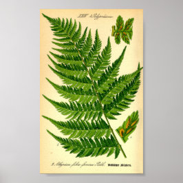 Dam Fern (Athyrium filix-femina) Poster