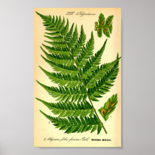 Dam Fern (Athyrium filix-femina) Poster