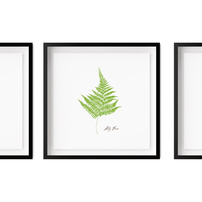 Dam Fern Illustration | Fern Series Poster (Skapare uppladdad)