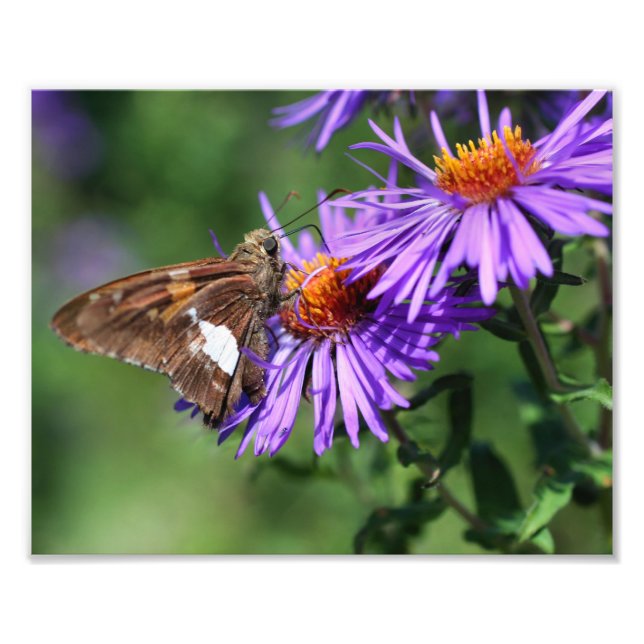 Dam-fjäril på Vild Aster Flower 8 x 10 Fototryck (Framsidan)