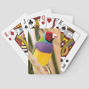 Dam Gouldian Finch Casinokort