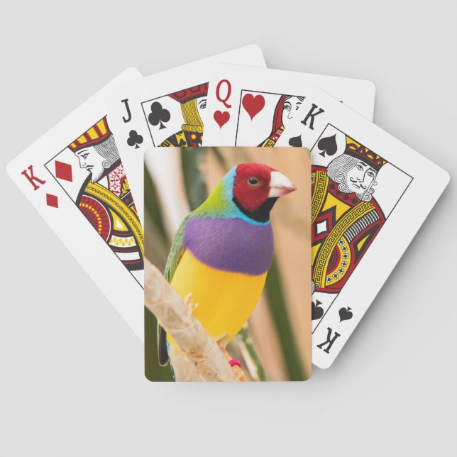 Dam Gouldian Finch Casinokort (Baksidan)