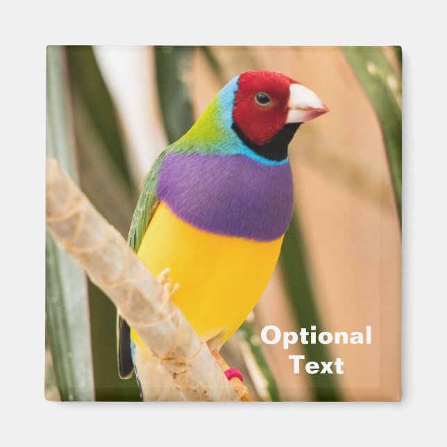 Dam Gouldian Finch Magnet (Framsidan)