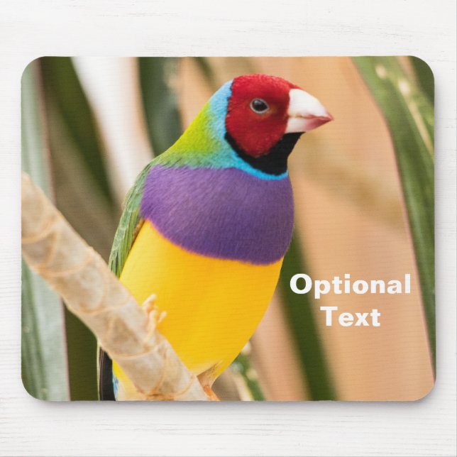 Dam Gouldian Finch Musmatta (Framsidan)