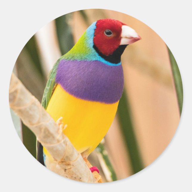 Dam Gouldian Finch Runt Klistermärke (Framsida)