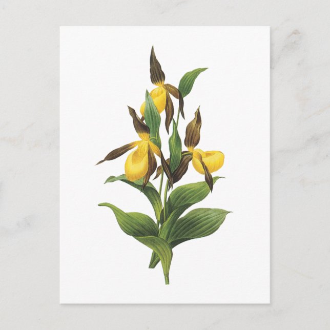 dam häftklammermatare (Cypripediumsp.) vid Redouté Vykort (Framsida)