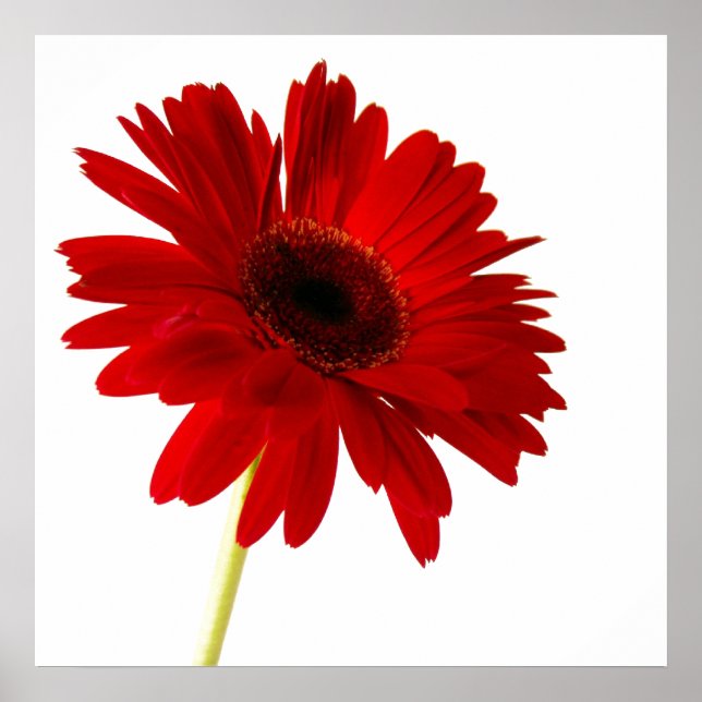 dam i rött poster (Framsidan)