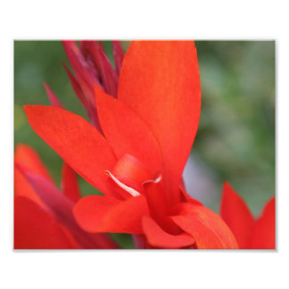 "Dam in Red" Red Canna Lily Closeup Photo Print Fototryck