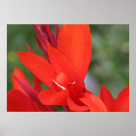 "Dam in Red" Red Canna Lily Closeup Poster