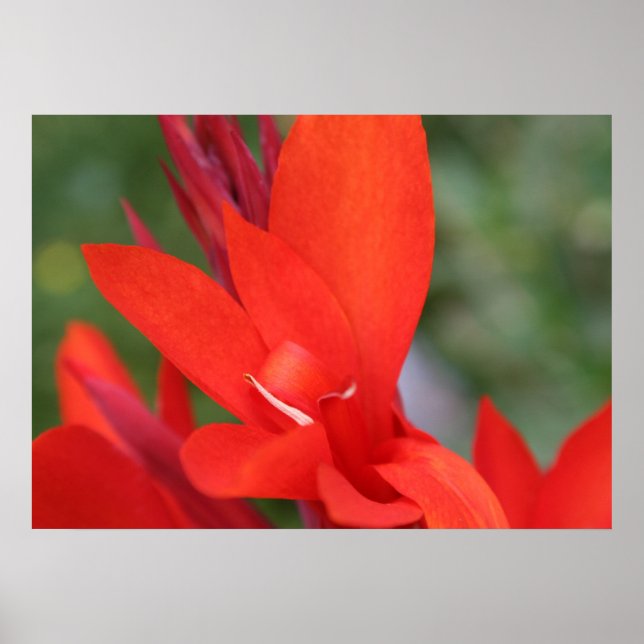 "Dam in Red" Red Canna Lily Closeup Poster (Framsidan)