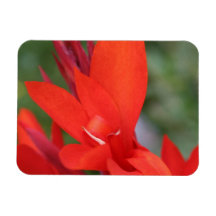 "Dam in Red" Red Canna Lily Photo Magnet