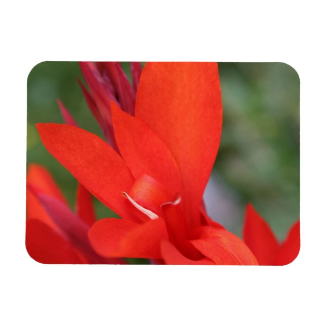 "Dam in Red" Red Canna Lily Photo Magnet (Horisontell)