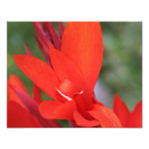 "Dam in Red" Red Canna Lily Photo Print