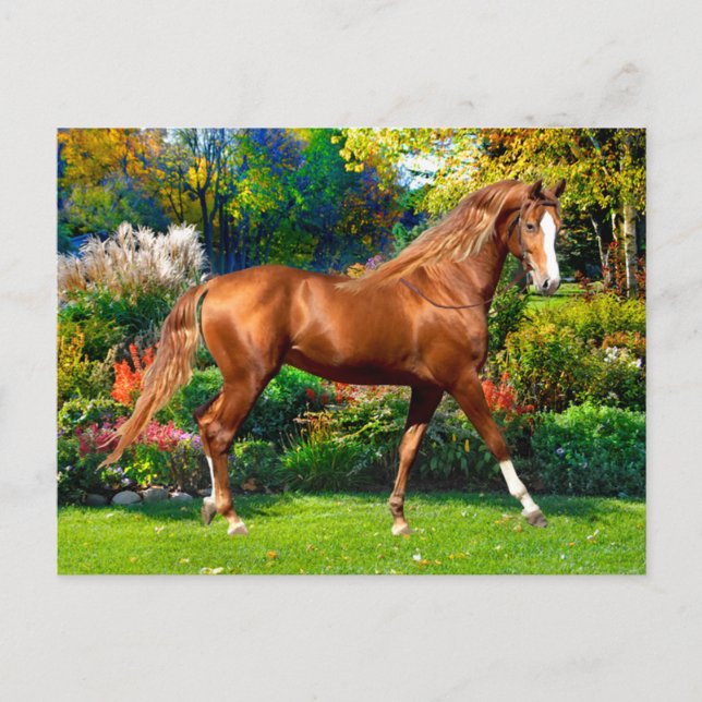 "Dam Jane"  Vykort (Framsida)