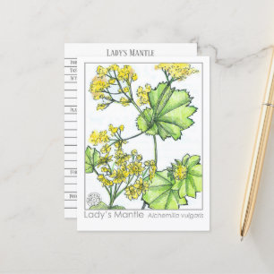 Dam Mantle Materia Medica Monograph Herbal Vykort