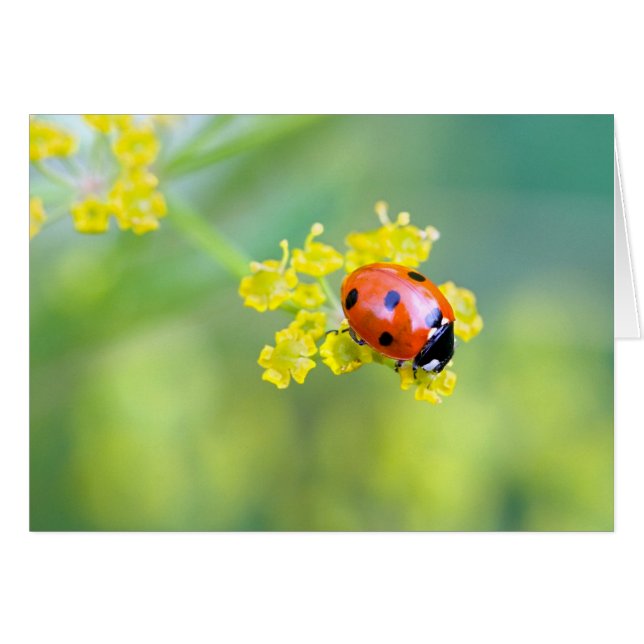 dam överst hälsningskort (Framsidan Horizontal)