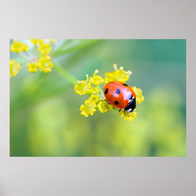 dam överst poster (Framsidan)