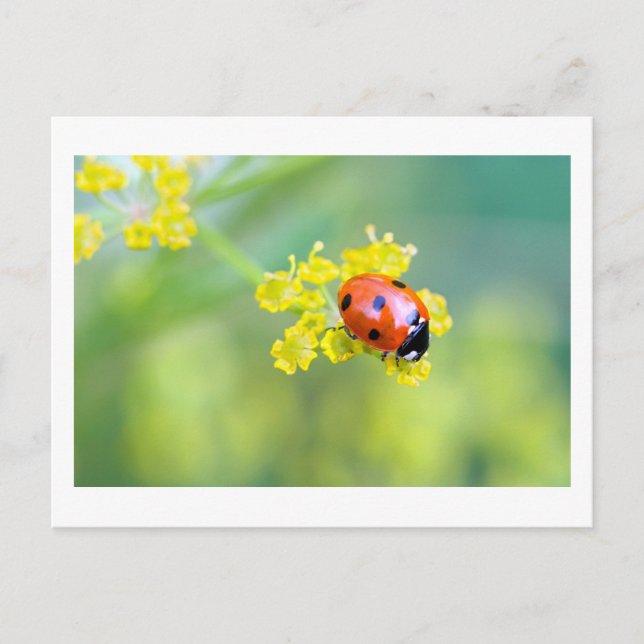 dam överst vykort (Framsida)