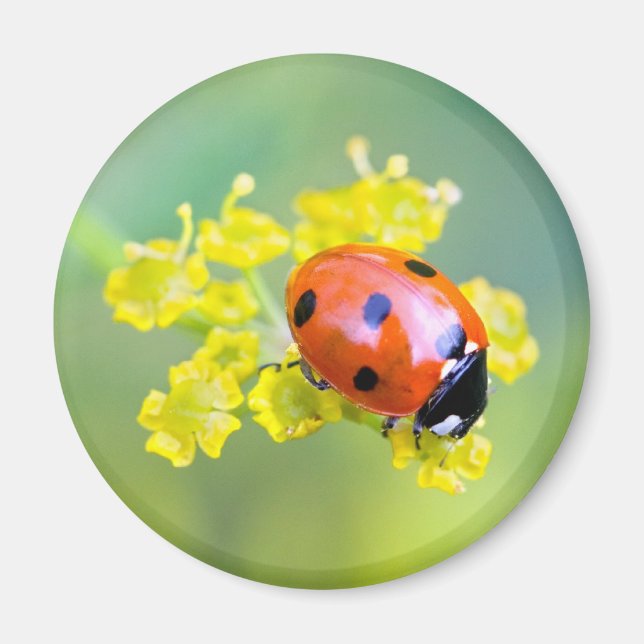 dam på toppen magnet (Framsidan)