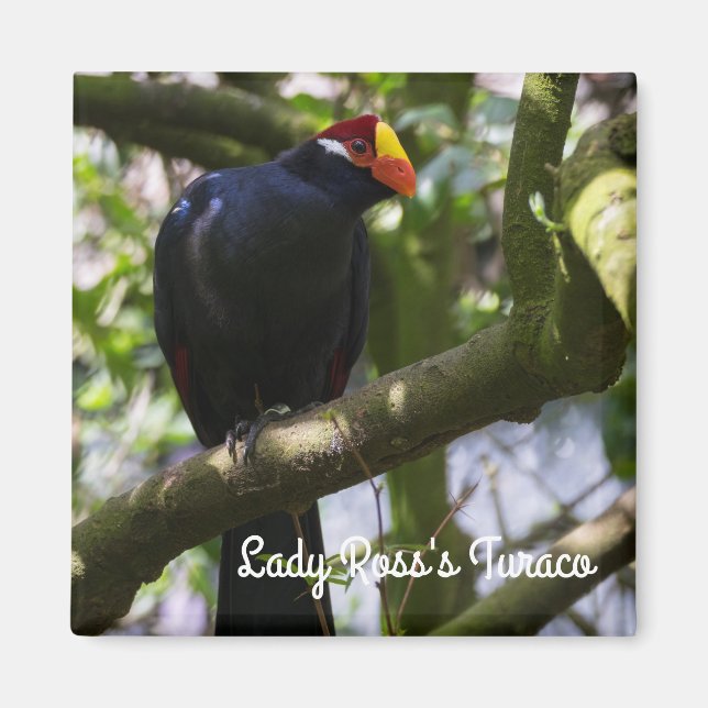 Dam Ross's Turaco Magnet (Framsidan)