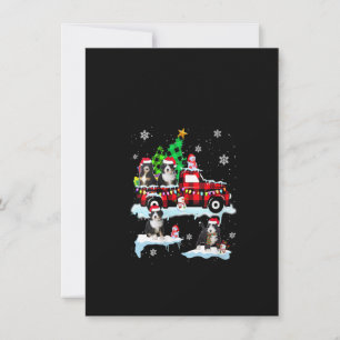 Dam Santa Bernedoodle På Röd Karetärfläckig Pickup Inbjudningar
