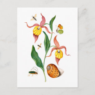 Dam skor orchid - Vintage Botanical Art - Vykort
