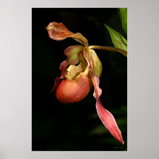 Dam-Slipper Orchid Art Poster -40 x 60 eller mindr (Framsidan)