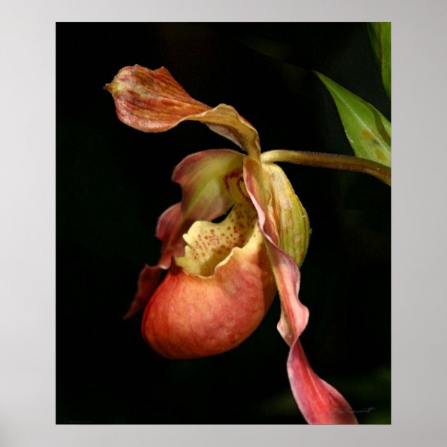 Dam-Slipper Orchid Art Print -20x24 -eller mindre Poster (Framsidan)