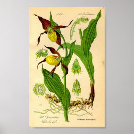 Dam Slipper Orchid (Cypripedium calceolus) Poster