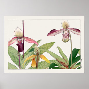 Dam Slipper Orchid Flower av Tanigami Konan Poster