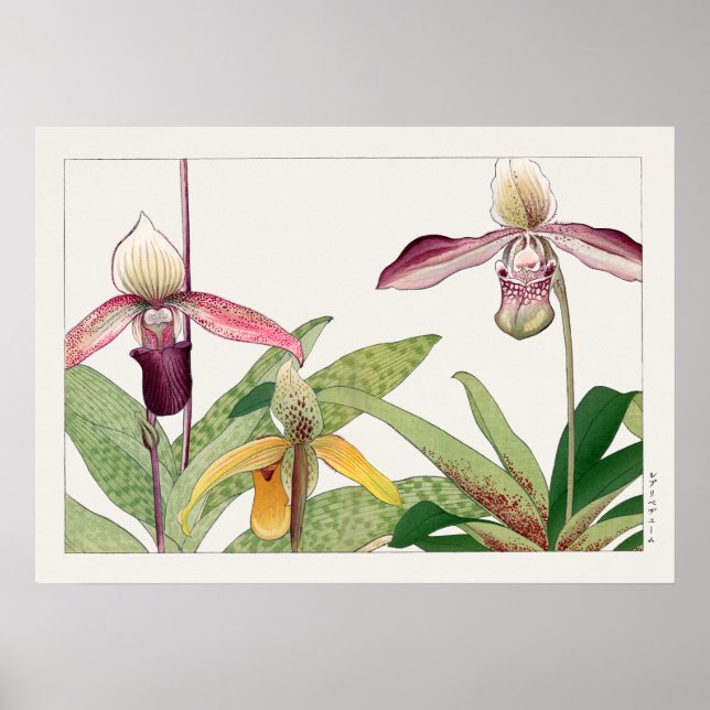 Dam Slipper Orchid Flower av Tanigami Konan Poster (Framsidan)
