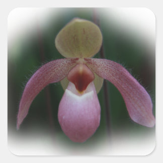 Dam Slipper Orchid Fyrkantigt Klistermärke