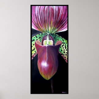 Dam Slipper Orchid Poster