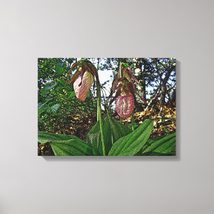 Dam Slipper Orchid Wildblomma Canvastryck
