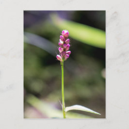 Dam Thumb Rosa Wildblomme Blommigt Postcard Vykort
