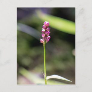 Dam Thumb Rosa Wildblomme Blommigt Postcard Vykort