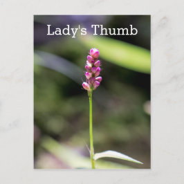 Dam Thumb Rosa Wildblomme Blommigt Postcard Vykort