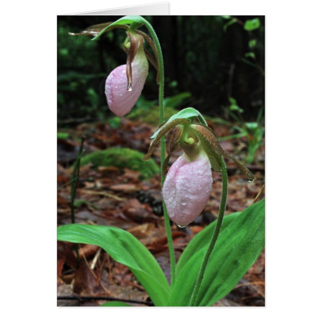 Dam Tofflor OBS Kort (Framsidan)