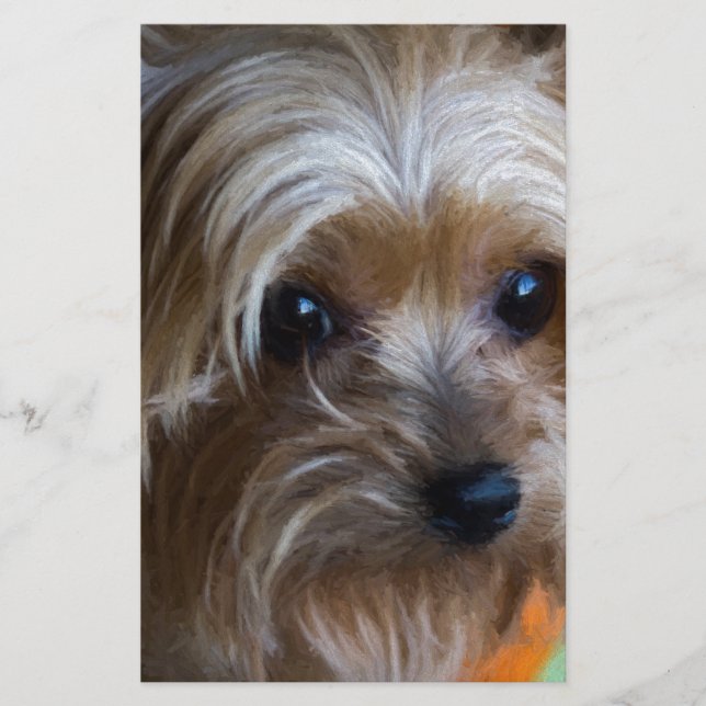 Dam Yorkshire Terrier (Framsida)