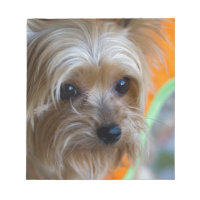 Dam Yorkshire Terrier Puppy
