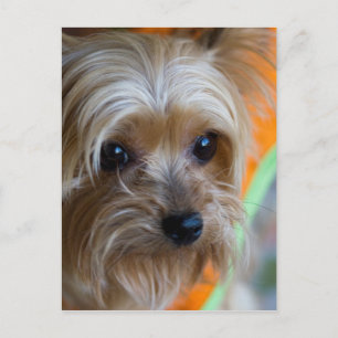 Dam Yorkshire Terrier Puppy Vykort