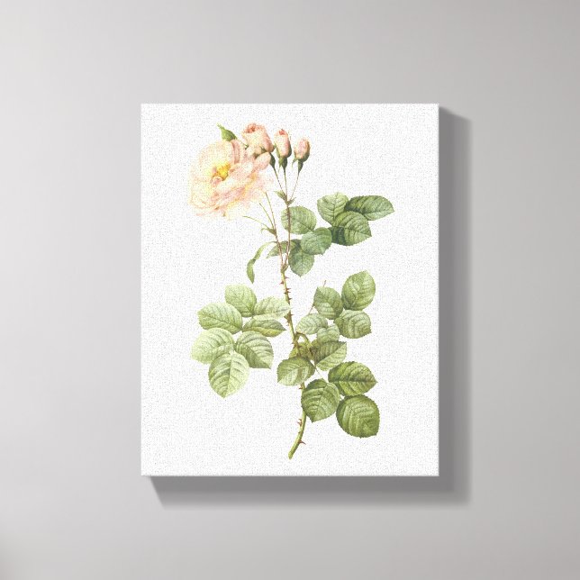 Damask ro (Rosa damascena aurora) av Redouté Canvastryck (Framsida)