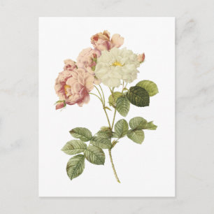damaskros (Rosa damascena celsiana) av Redouté Vykort