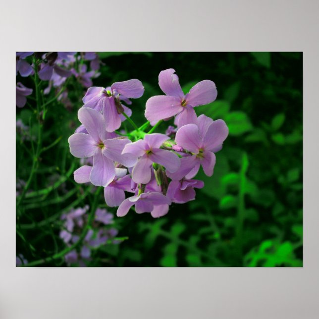 Dame's Rocket Flower Poster (Framsidan)