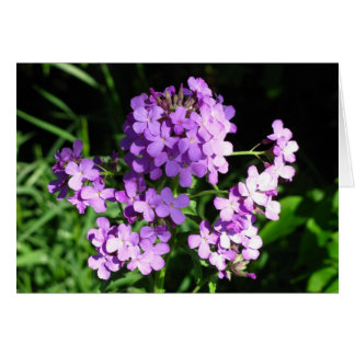 Dame's Rocket OBS Kort