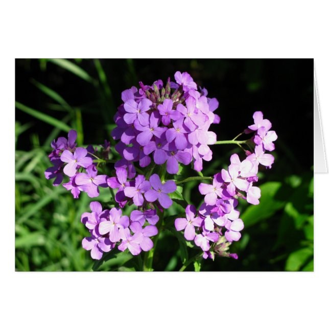 Dame's Rocket OBS Kort (Framsidan Horizontal)