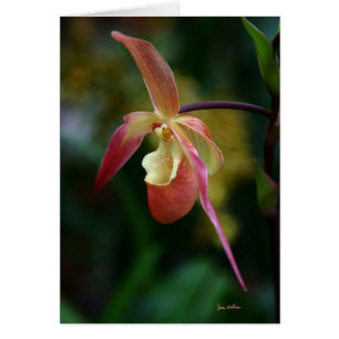 Damhäftklammermatare och Orchids Hälsningskort