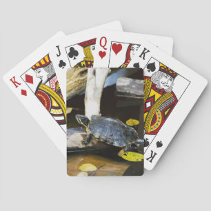 Dammglidaresköldpadda i vilden spel kort